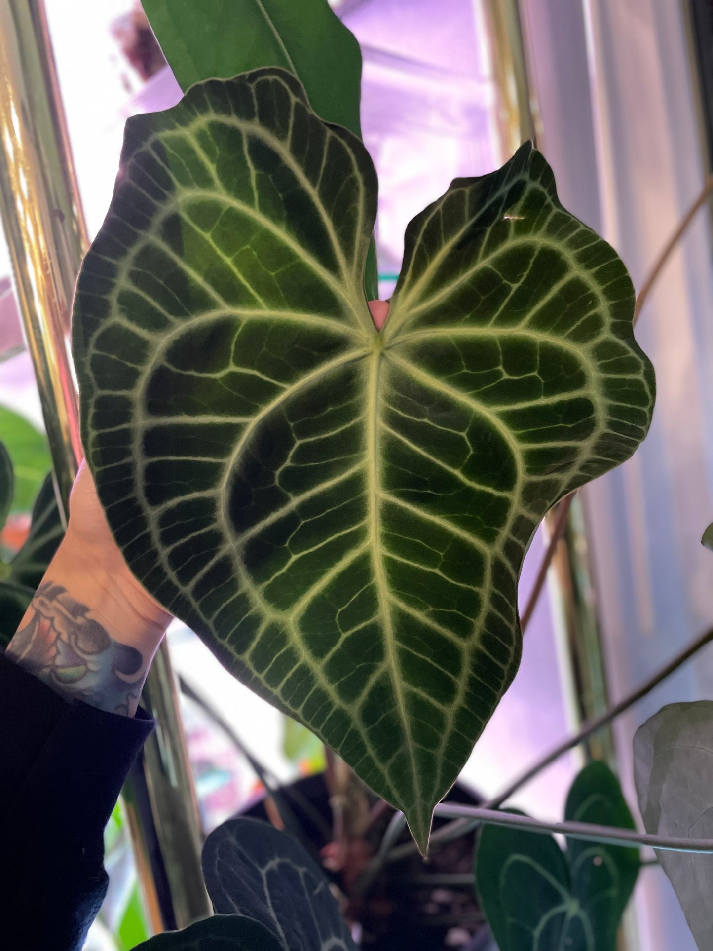 Clarinervium (self) *GROWERS CHOICE*