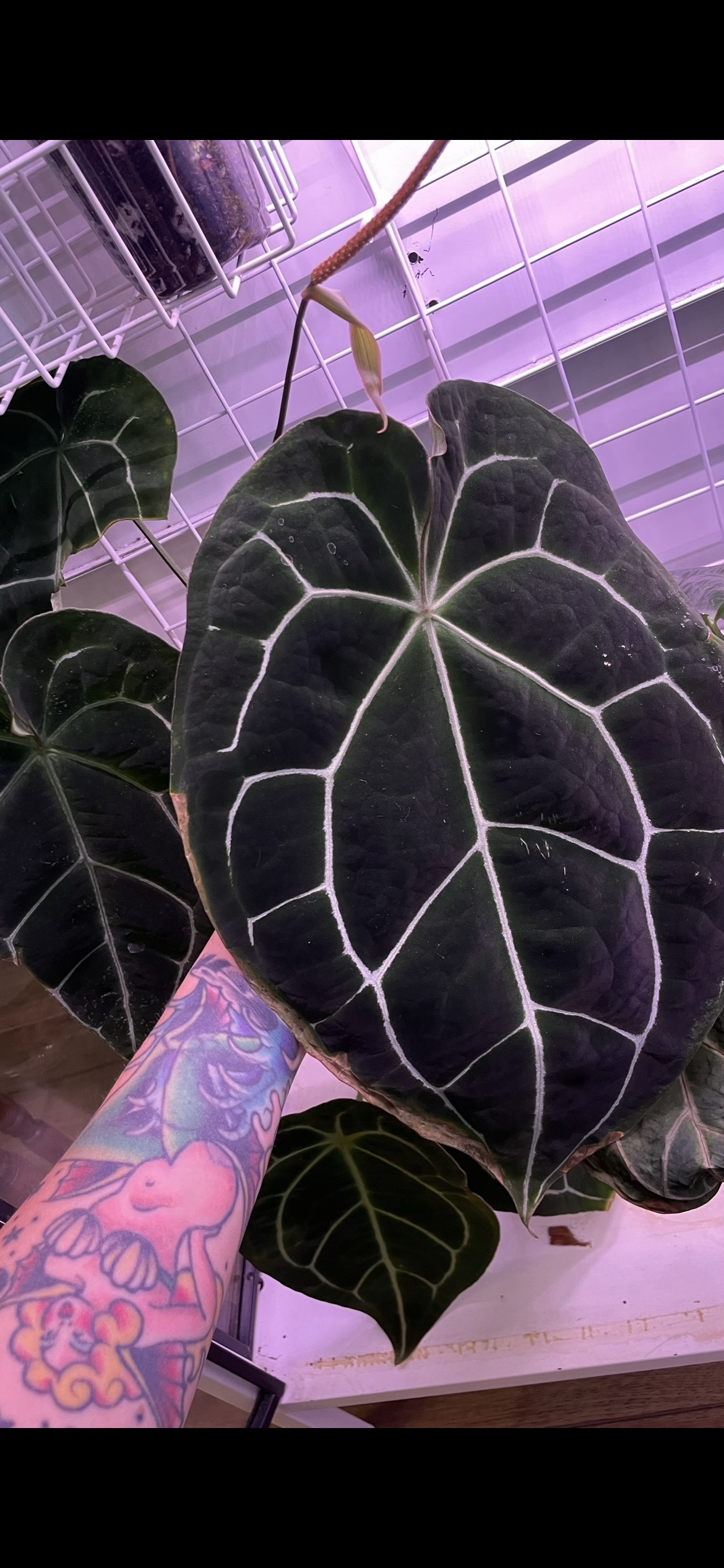 (Doc Block x Papillilaminum/Crystal) X (Dark Crystal x Jack Of Clubs) *GROWERS CHOICE*