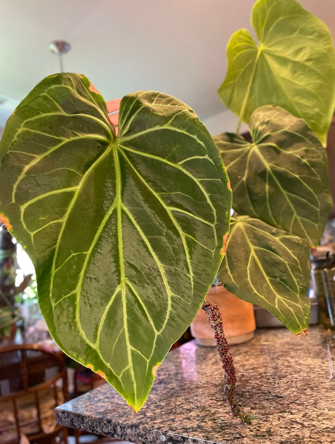 Anthurium Magnificum Self Seedlings