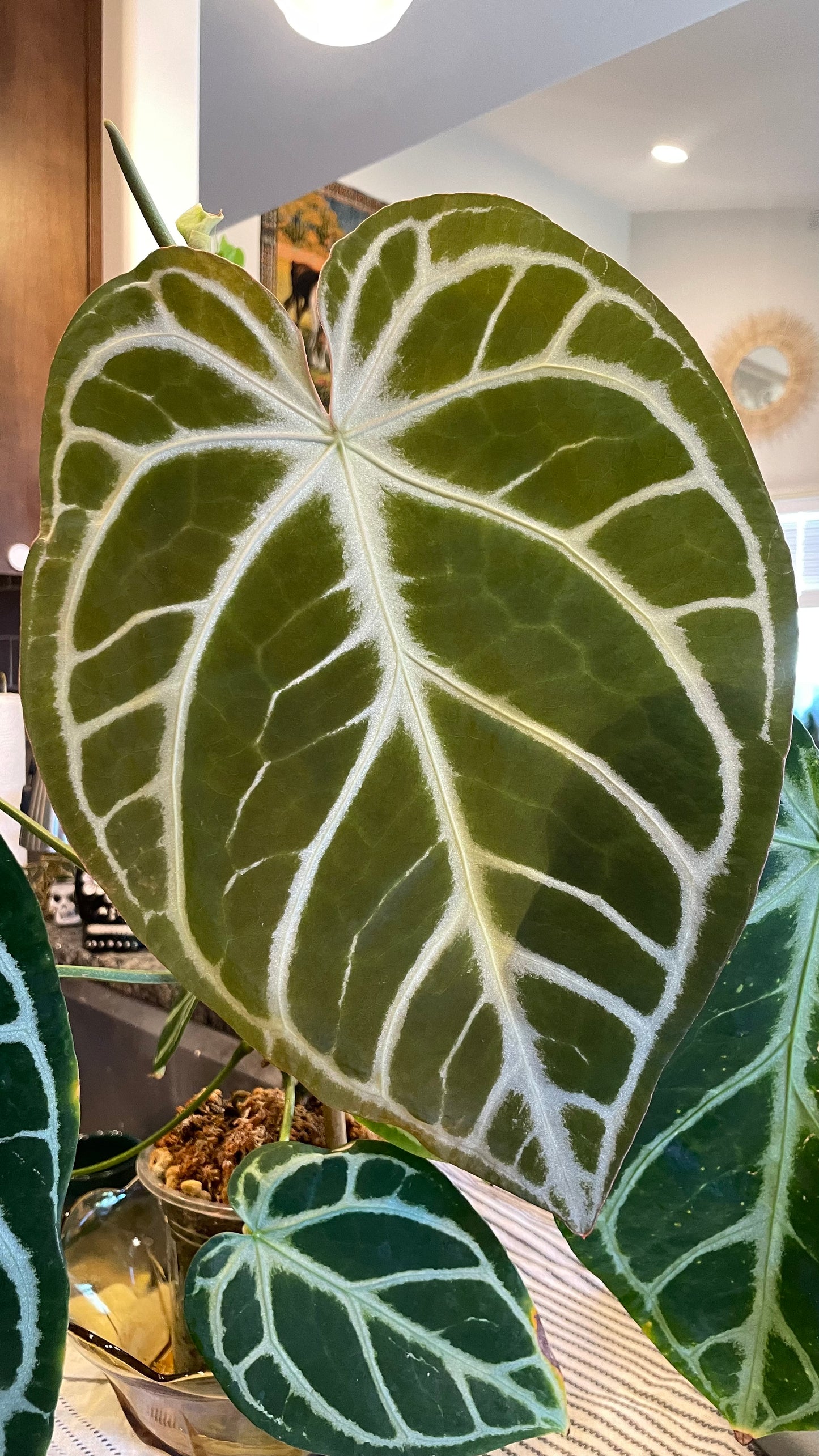 Anthurium NOID X Crystal Mag / Crystal Hope 1-2 Leaf Seedlings